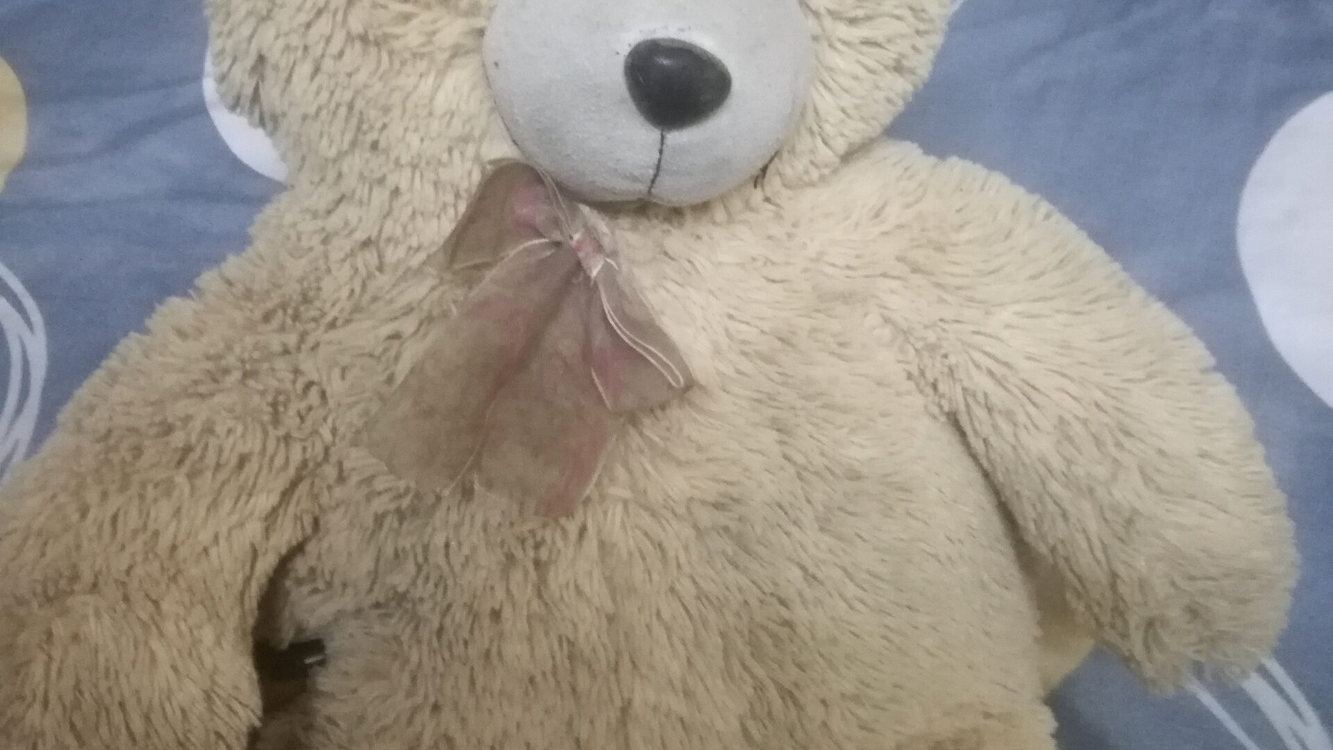 Teddy