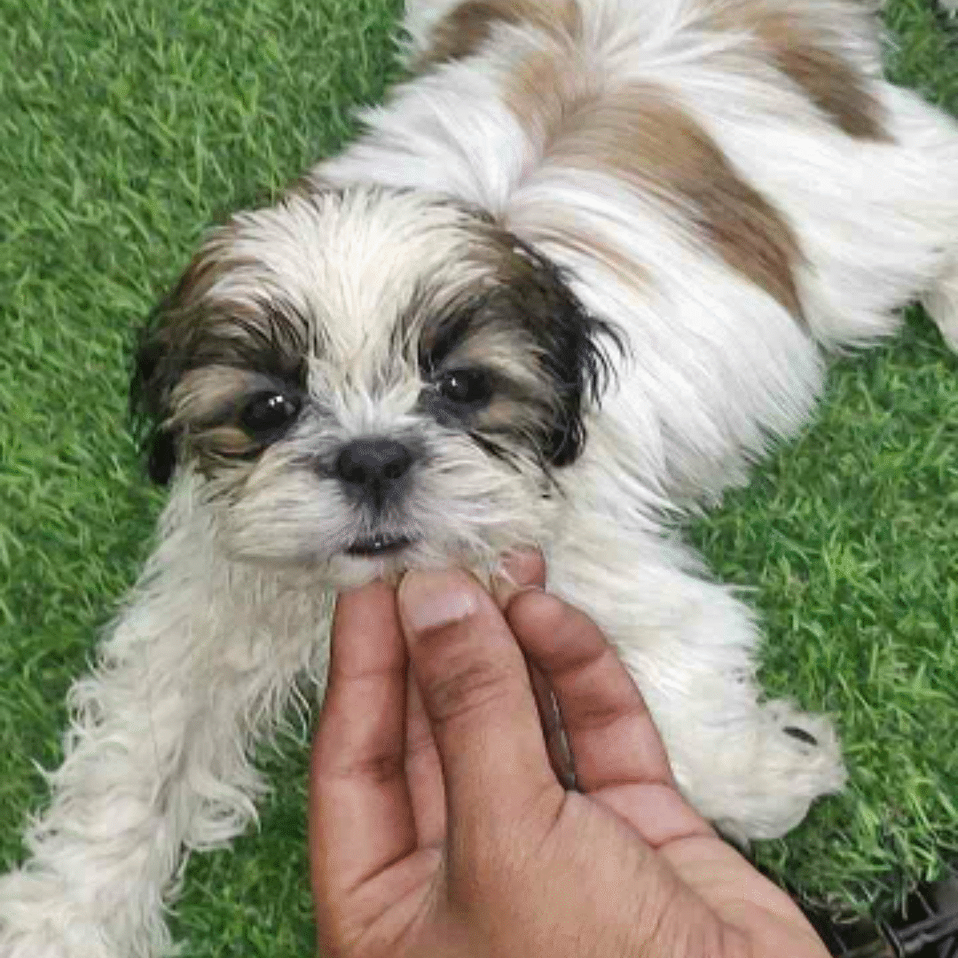 Shitzu dog