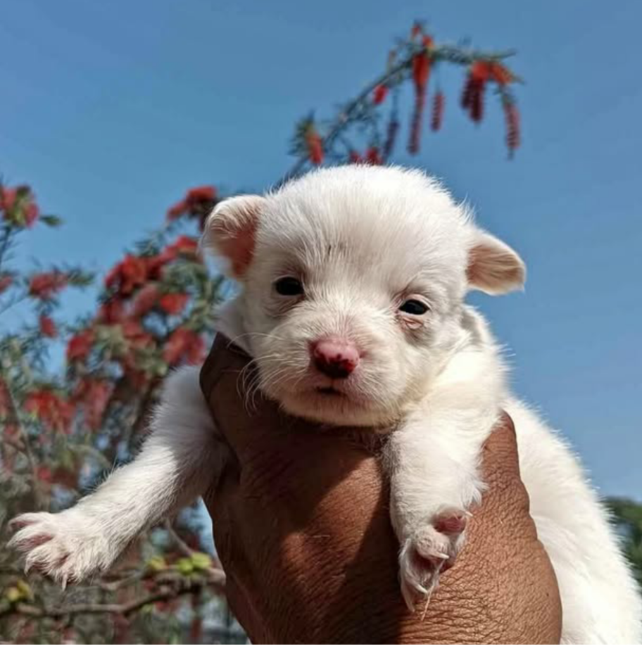 Dog