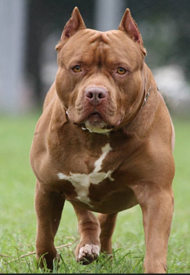 Pitbull