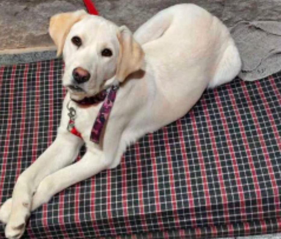 Lebra dog