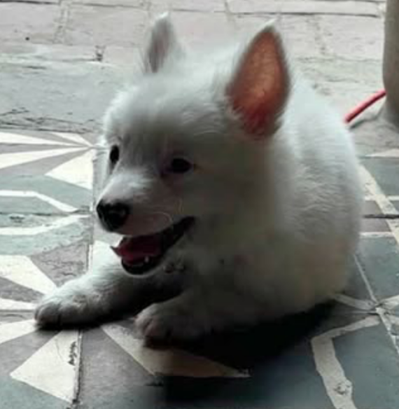 Pampered dog