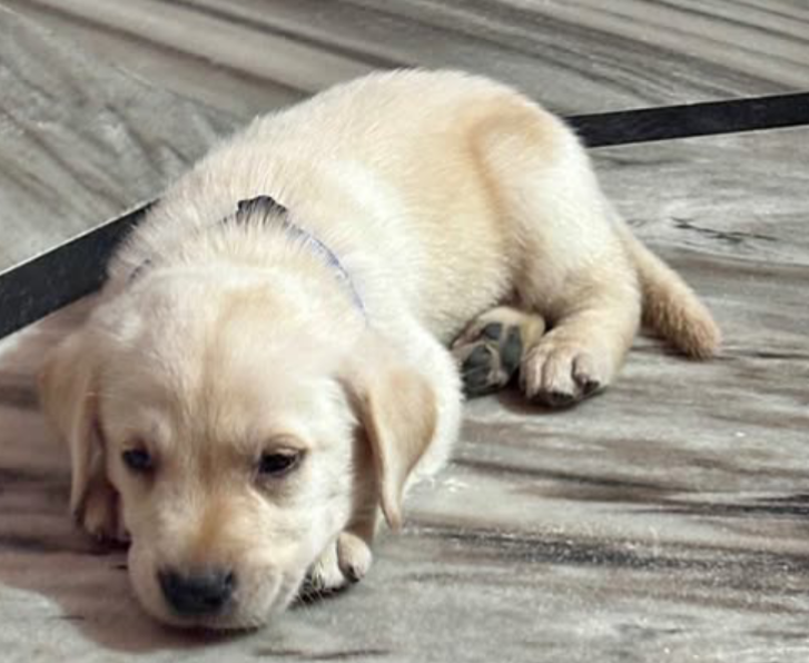 Labrador puppy
