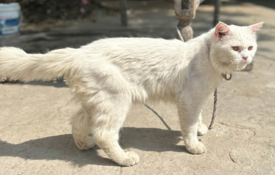 Cats for sale