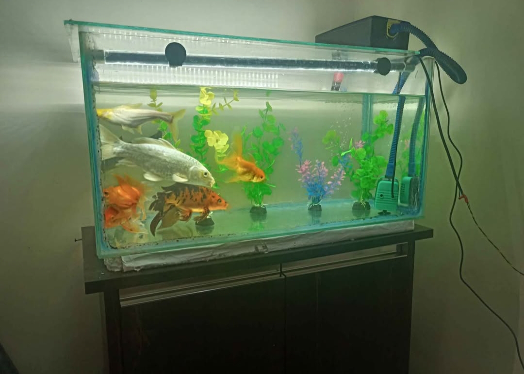 Aquarium