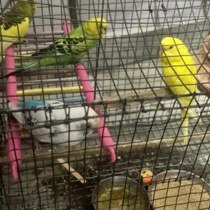 Beautiful buddies 4 with cage