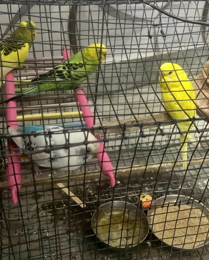 Beautiful buddies 4 with cage