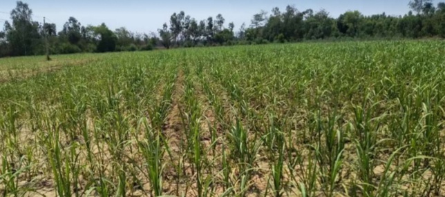 Plots sale