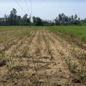 Plots sale