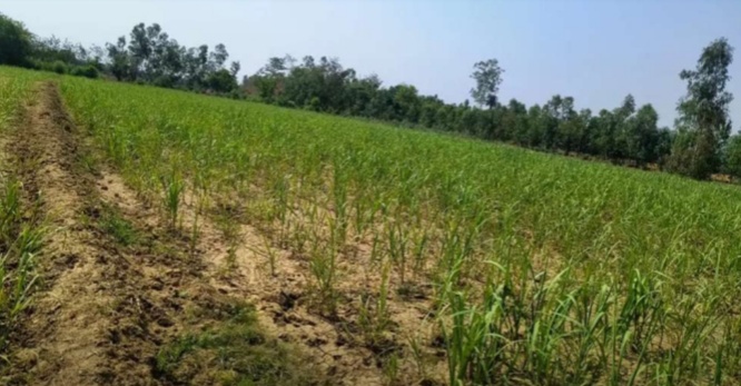Plots sale