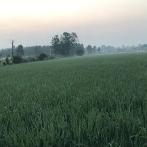 Agriculture land for sale