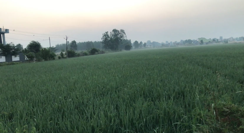 Agriculture land for sale
