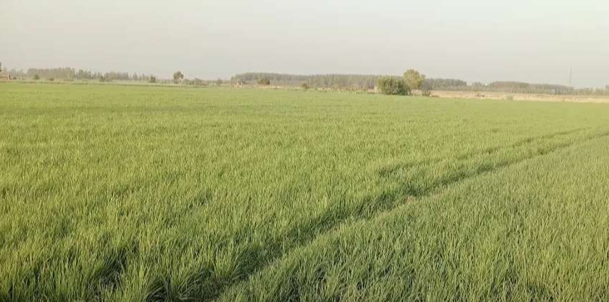 Plot for sale