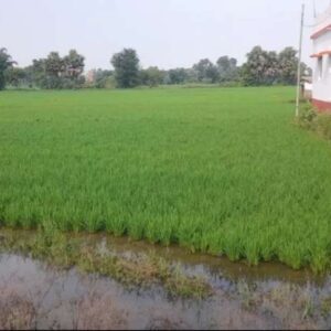 Plot for sale